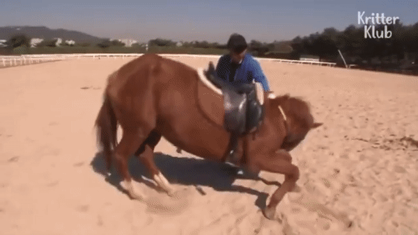 Con ngựa lười nhất thế giới: Hễ ai đòi cưỡi là giả vờ chết - Ảnh 5.