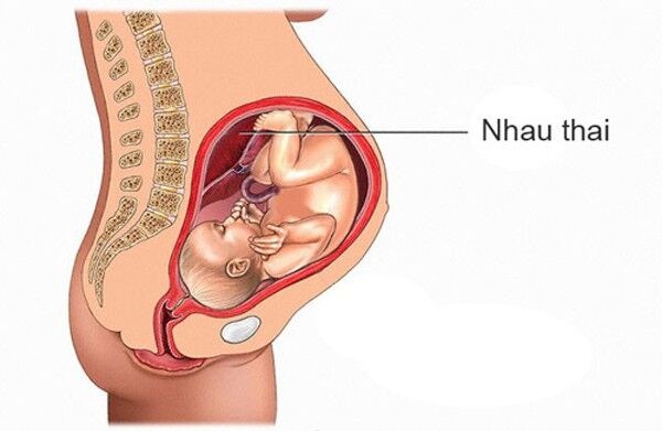 Khám phá bí ẩn từ nhau thai - Ảnh 1.