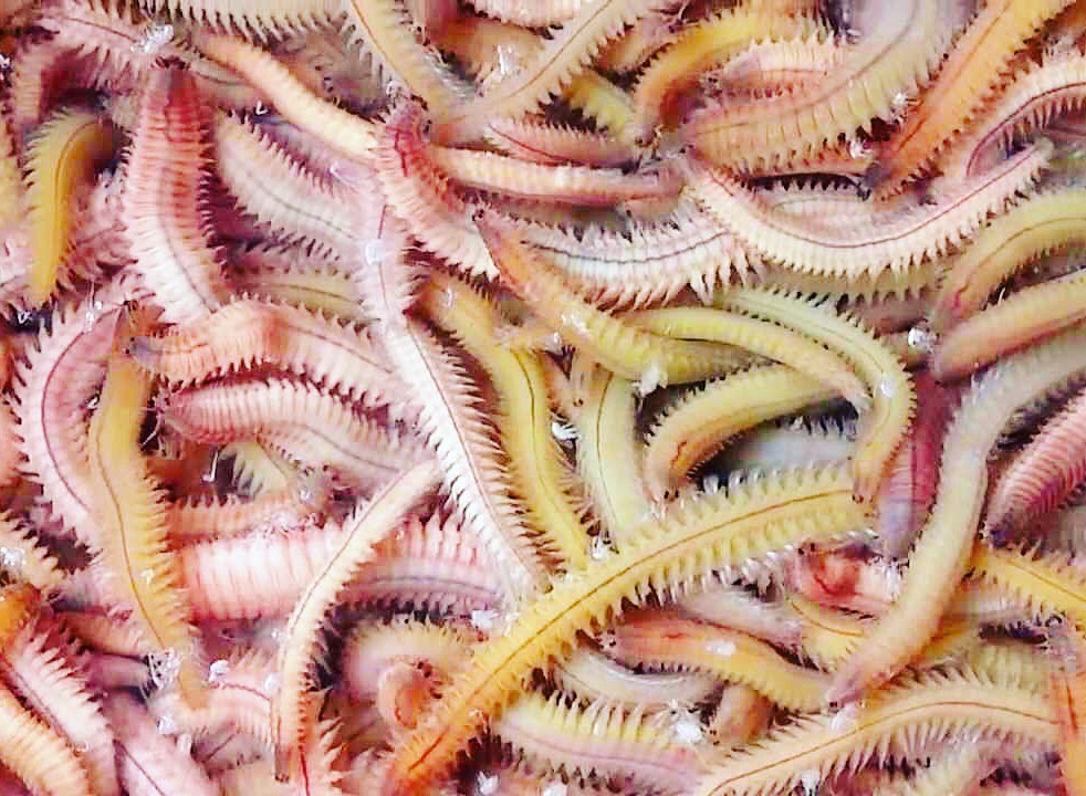 Rươi rất ngon nhưng nếu kh&ocirc;ng biết c&aacute;ch sơ chế rươi đ&uacute;ng, ăn v&agrave;o sẽ ngứa họng, ngộ độc kh&ocirc;ng chừng! - Ảnh 5.