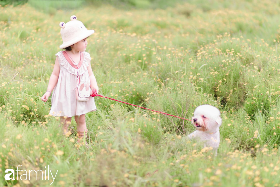 Sự thật về thảo nguyên hoa với rừng lá phong đỏ cực &quot;ảo diệu&quot;, nơi đang hút các gia đình Hà Nội đổ xô đến chụp ảnh cuối tuần - Ảnh 1.