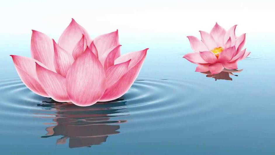 Bật mí ý nghĩa hoa sen trên chiếc nệm cao cấp Simmons Beautyrest Lotus - Ảnh 1. Bật mí ý nghĩa hoa sen trên chiếc nệm cao cấp Simmons Beautyrest Lotus - Ảnh 1.