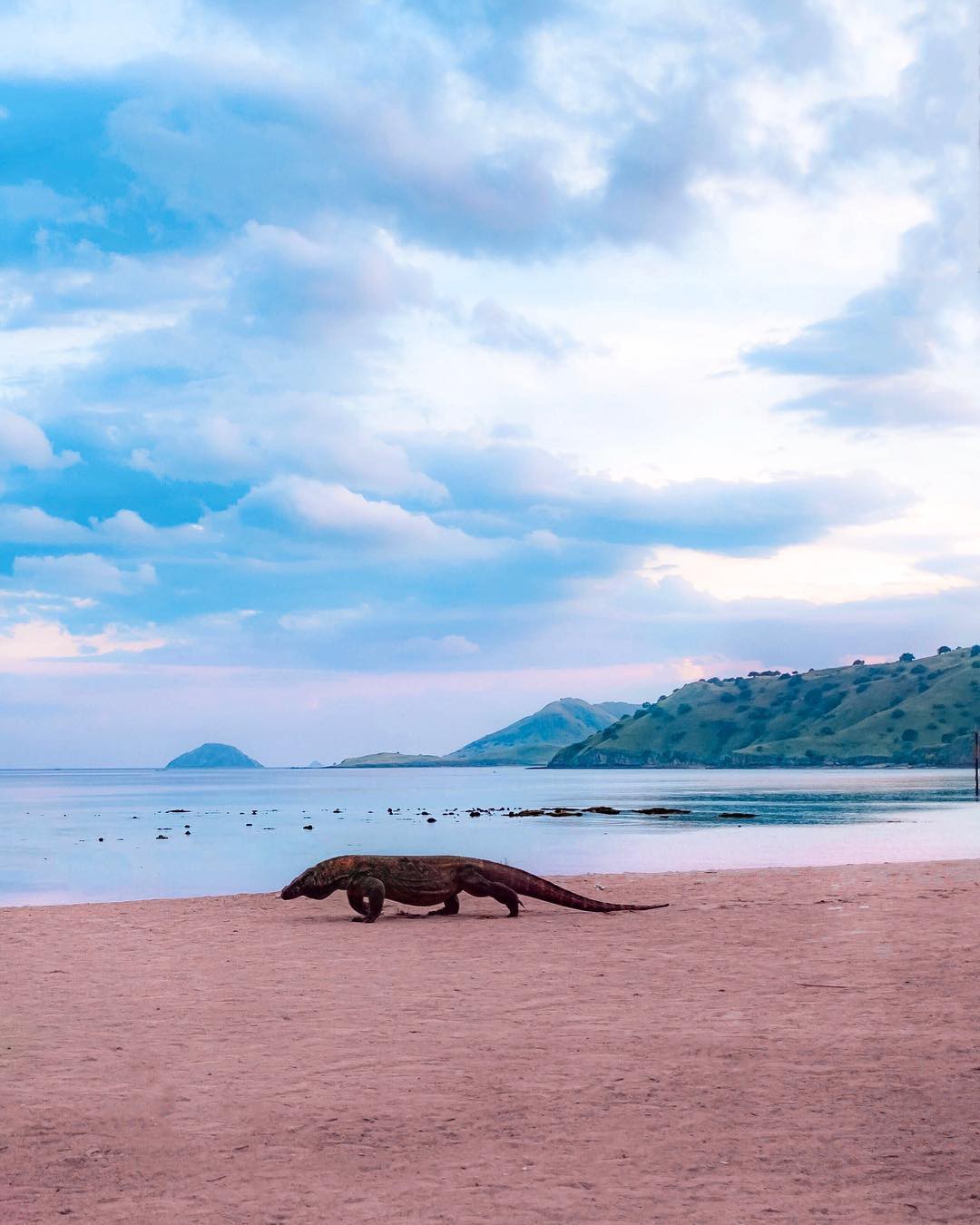 Đảo rồng Komodo tại Indonesia sẽ đóng cửa vào năm 2020, đi ngay trước khi quá muộn nào! - Ảnh 1.