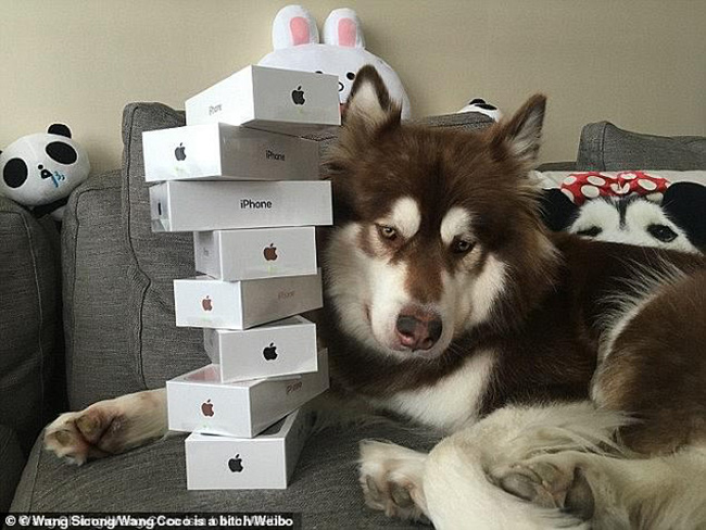 Từng chơi ngông mua 8 chiếc iPhone cho thú cưng, giờ đây cậu ấm của tỷ phú bất động sản Trung Quốc rơi vào cảnh bị cấm khỏi dịch vụ cao cấp vì... không chịu trả nợ - Ảnh 3.