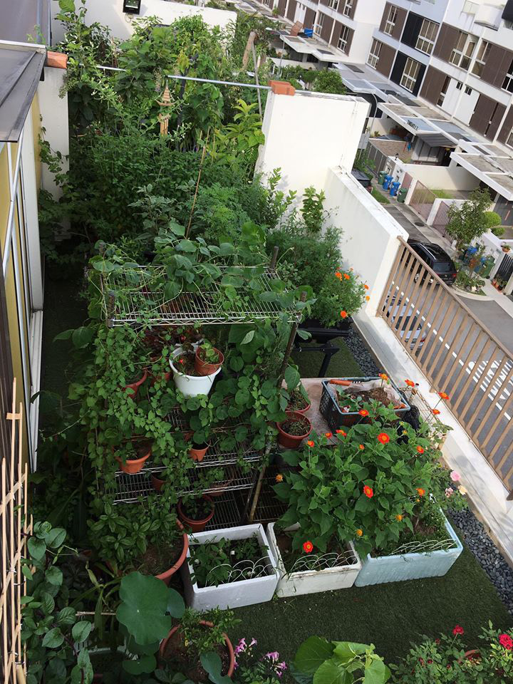 Cô gái trẻ quyết tâm biến sân thượng 20m² thành khu vườn hữu cơ ...