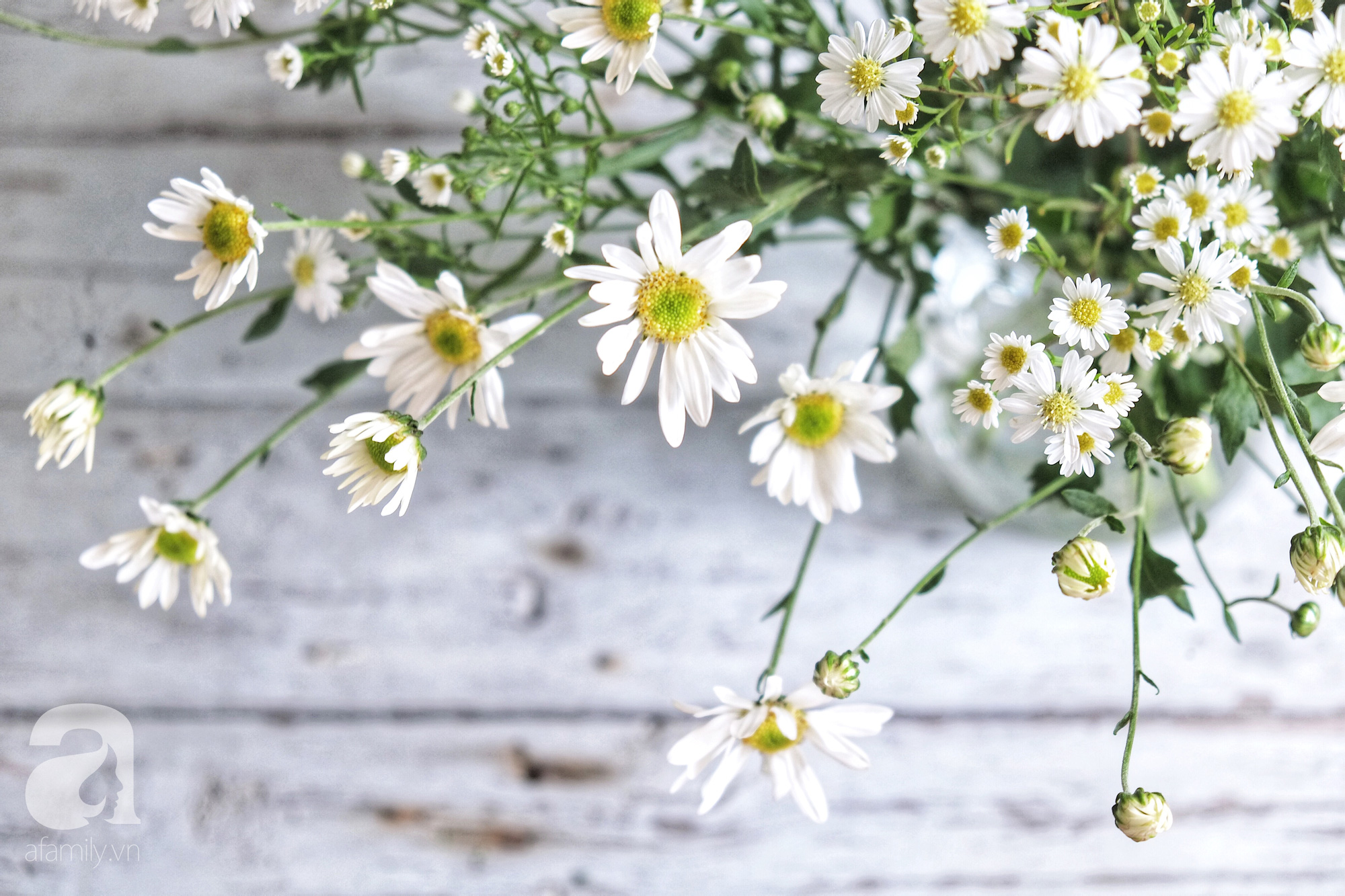 Hoa Cúc Họa Mi Hoa Thực Vật Nhiếp ảnh Minh Họa Nền Xanh Và Hình ảnh Để Tải  Về Miễn Phí  Pngtree