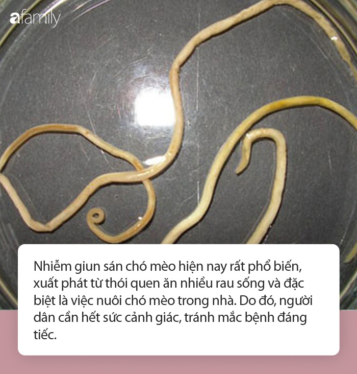 Sán chó tấn công nhiều người dân Khánh Hòa đến nỗi phải nhập viện đáng ...