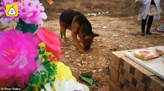Dân mạng xúc động với hình ảnh chú chó 12 tuổi khóc, cào đất và nằm phục bên cạnh ngôi mộ của chủ nhân quá cố - Ảnh 1.
