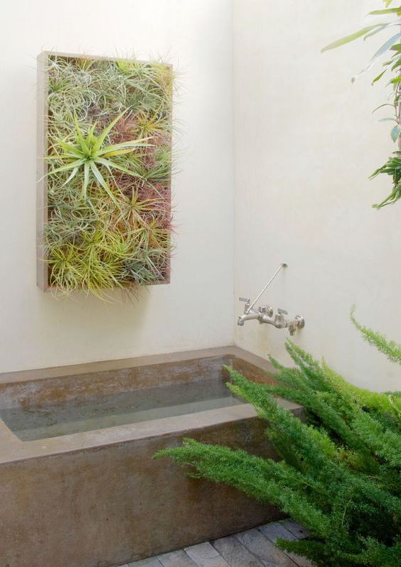 10 cây trồng tốt nhất trong phòng tắm để lấy thêm màu xanh và lọc không khí cho cả nhà - Ảnh 9.