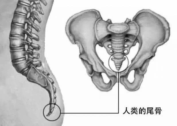 &quot;Sự lại giống&quot; rốt cuộc là gì? - Ảnh 2.