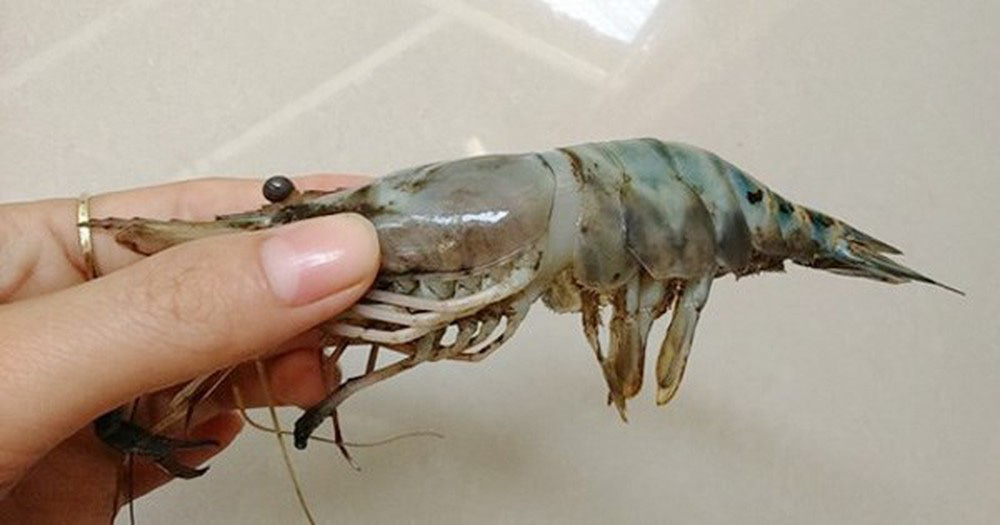 Gần Tết, để tránh mua phải tôm bơm tạp chất thạch rau câu, bà nội trợ cần nắm được mẹo phân biệt này - Ảnh 4. Gần Tết, để tránh mua phải tôm bơm tạp chất thạch rau câu, bà nội trợ cần nắm được mẹo phân biệt này - Ảnh 4.