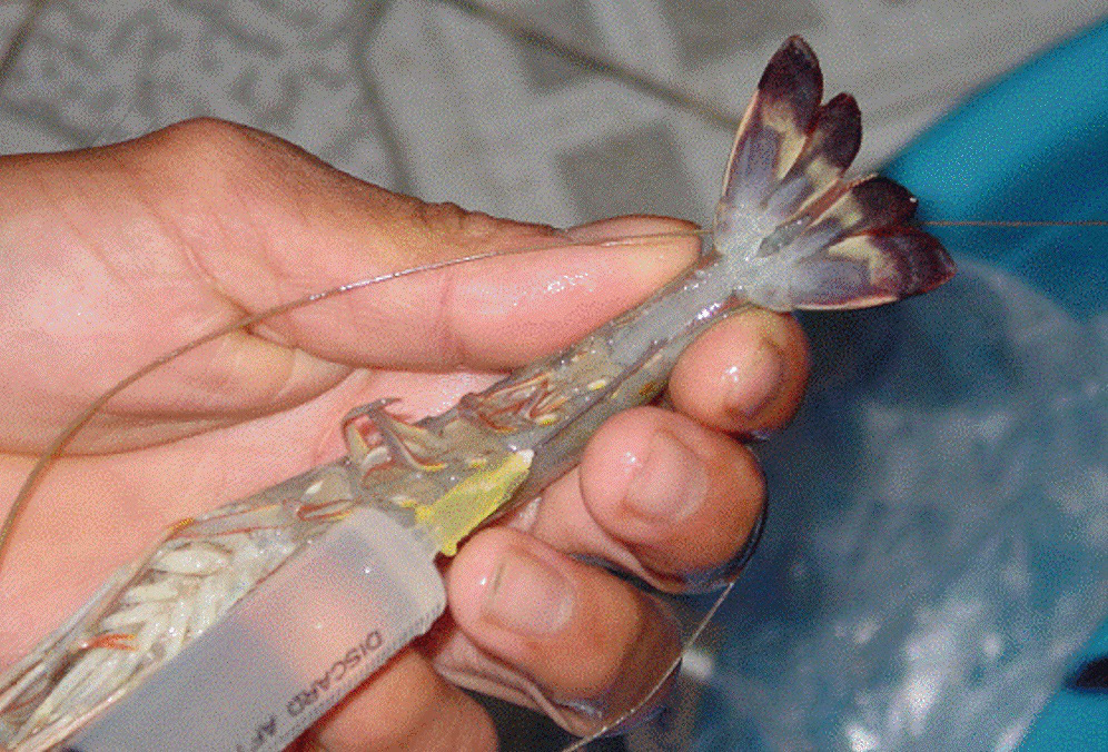 Gần Tết, để tránh mua phải tôm bơm tạp chất thạch rau câu, bà nội trợ cần nắm được mẹo phân biệt này - Ảnh 2. Gần Tết, để tránh mua phải tôm bơm tạp chất thạch rau câu, bà nội trợ cần nắm được mẹo phân biệt này - Ảnh 2.