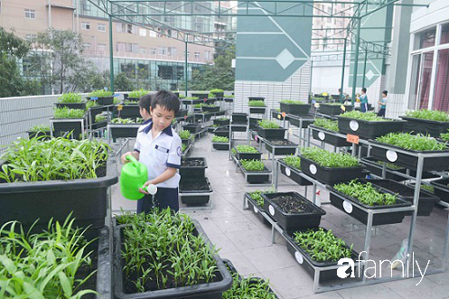 Vườn rau xanh ngát đủ loại cây trong các trường, cha mẹ nhìn vào cũng phải mê tít - Ảnh 7. Vườn rau xanh ngát đủ loại cây trong các trường, cha mẹ nhìn vào cũng phải mê tít - Ảnh 7.