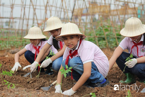 Vườn rau xanh ngát đủ loại cây trong các trường, cha mẹ nhìn vào cũng phải mê tít - Ảnh 10. Vườn rau xanh ngát đủ loại cây trong các trường, cha mẹ nhìn vào cũng phải mê tít - Ảnh 10.