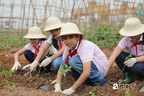 Vườn rau xanh ngát đủ loại cây trong các trường, cha mẹ nhìn vào cũng phải mê tít - Ảnh 10.