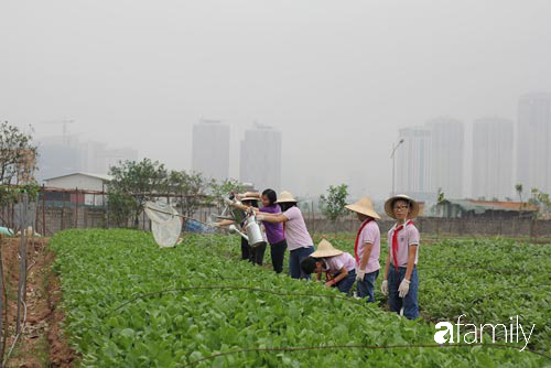Vườn rau xanh ngát đủ loại cây trong các trường, cha mẹ nhìn vào cũng phải mê tít - Ảnh 12. Vườn rau xanh ngát đủ loại cây trong các trường, cha mẹ nhìn vào cũng phải mê tít - Ảnh 12.