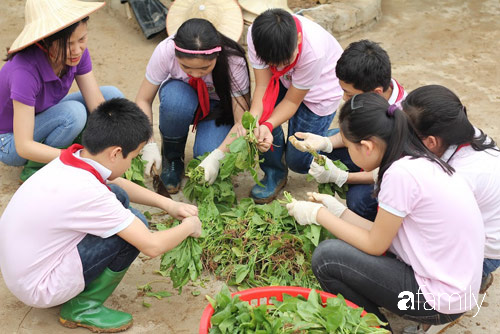 Vườn rau xanh ngát đủ loại cây trong các trường, cha mẹ nhìn vào cũng phải mê tít - Ảnh 14. Vườn rau xanh ngát đủ loại cây trong các trường, cha mẹ nhìn vào cũng phải mê tít - Ảnh 14.