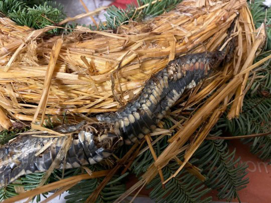 Mua vòng hoa trang trí giáng sinh ở siêu thị, ông bố kinh hoàng phát hiện ra một con rắn chết ở bên trong đó - Ảnh 4.