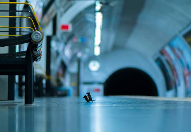 Ảnh chụp 2 con chuột đấm nhau dưới ga tàu được bình chọn là 1 trong 25 khoảnh khắc thiên nhiên hoang dã của năm  - Ảnh 1.