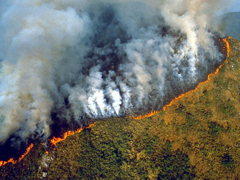 Toàn cảnh Trái đất năm 2019 thực sự rực cháy theo đúng nghĩa đen: Amazon cháy kỷ lục, nhưng đằng sau còn vấn đề hết sức đáng lo ngại - Ảnh 3.