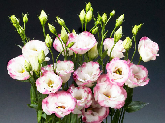6 loại hoa nên chưng trên bàn thờ dịp Tết