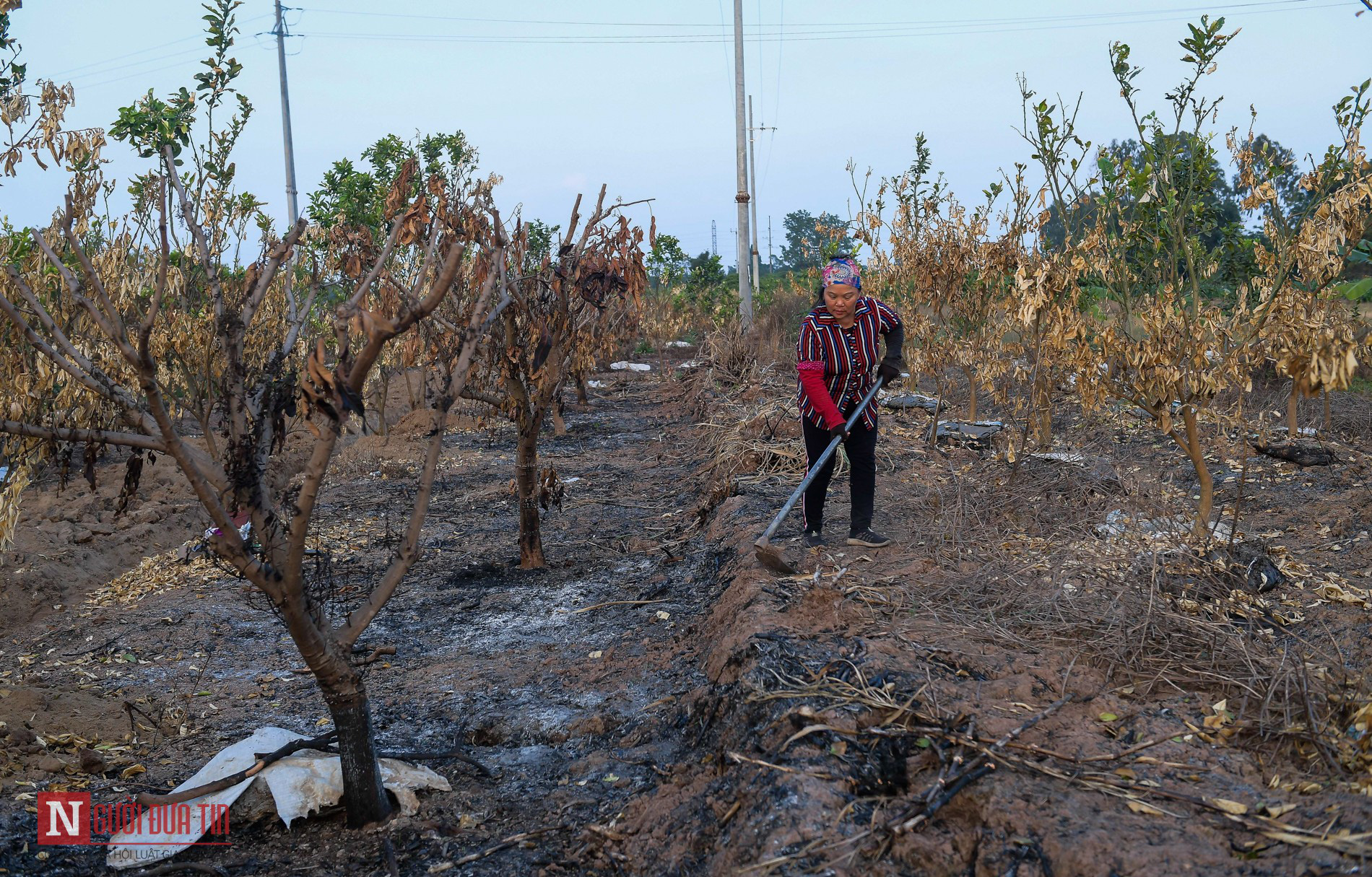 Hưng Yên: Xót xa hàng trăm cây ăn quả bị kẻ gian đốt trụi - Ảnh 10.