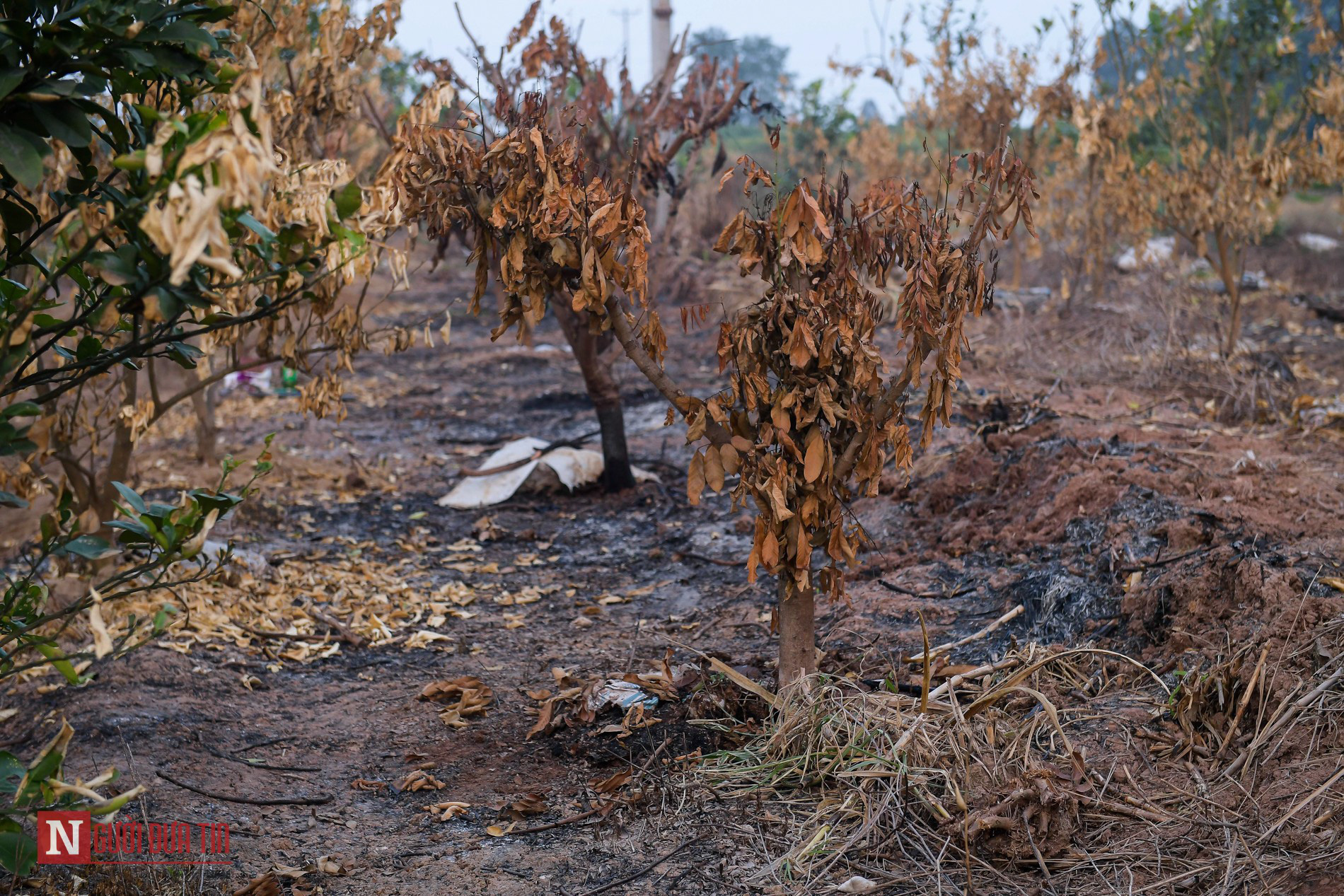 Hưng Yên: Xót xa hàng trăm cây ăn quả bị kẻ gian đốt trụi - Ảnh 15.