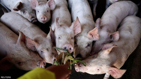 Thừa nước đục thả câu, tội phạm Trung Quốc phát tán lây dịch tả heo và mua lợn nhiễm bệnh bán ra ngoài thị trường - Ảnh 1.