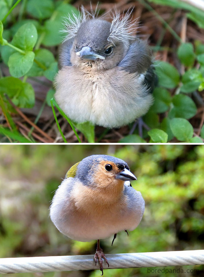 Những loài chim có màn dậy thì thành công nhất mọi thời đại, lúc bé xâu xấu nhưng lớn lên lại đẹp thấu trời xanh - Ảnh 7.