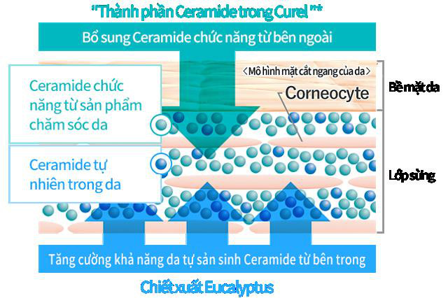 Hội thảo Curél 2019 cùng chia sẻ thông tin về Ceramide – Bí quyết cho làn da nhạy cảm - Ảnh 2. Hội thảo Curél 2019 cùng chia sẻ thông tin về Ceramide – Bí quyết cho làn da nhạy cảm - Ảnh 2.