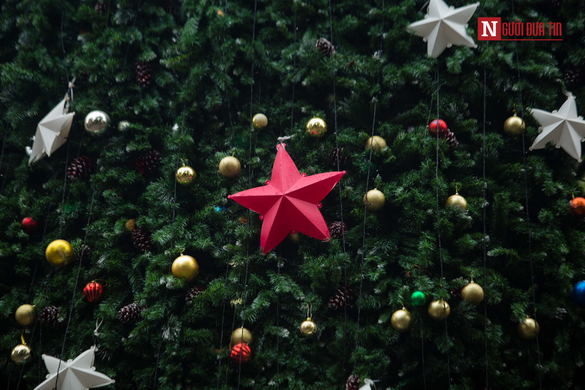 Chiêm ngưỡng những cây thông Noel khổng lồ tại Hà Nội - Ảnh 11. Chiêm ngưỡng những cây thông Noel khổng lồ tại Hà Nội - Ảnh 11.