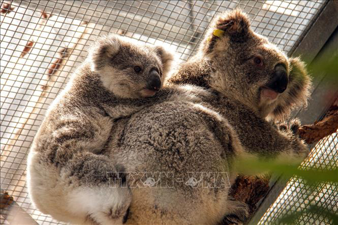 Hàng nghìn con gấu Koala bị chết do cháy rừng tại Australia - Ảnh 2.