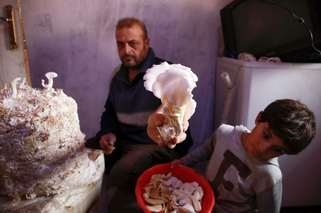 Cây nấm trở thành nguồn sống cho các gia đình Syria - Ảnh 1.