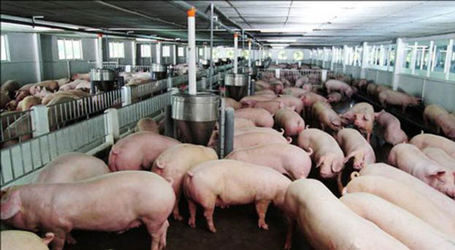 Thịt lợn hạ giá rồi, quyết định giảm 1.000 đồng/kg - Ảnh 2.