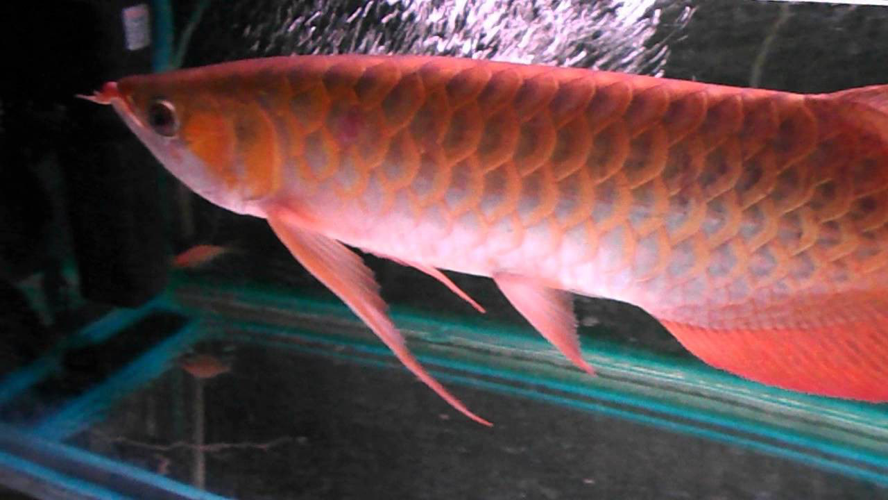 Đèn led chuyên dụng cho cá Rồng Huyết Long OF Supreme Arowana