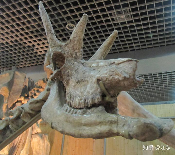 Phát hiện mới, Trung Quốc cũng đã từng tồn tại loài hươu cao cổ với cái đầu vô cùng kì dị - Ảnh 3.