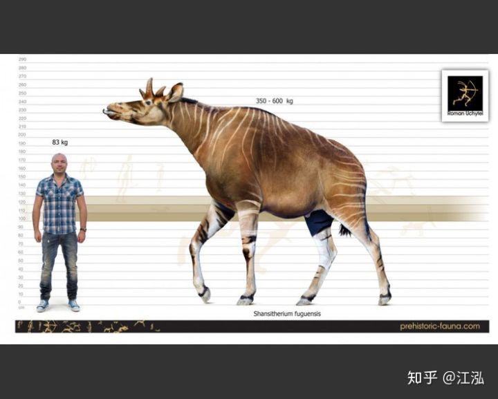 Phát hiện mới, Trung Quốc cũng đã từng tồn tại loài hươu cao cổ với cái đầu vô cùng kì dị - Ảnh 2.