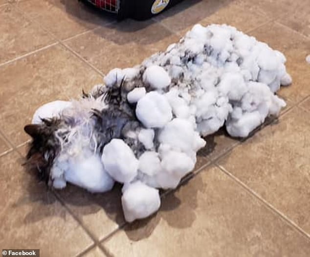 Câu chuyện ấm áp: Cô mèo được rã đông sau khi đóng băng vì đợt lạnh thấu xương ở Mỹ - Ảnh 1.