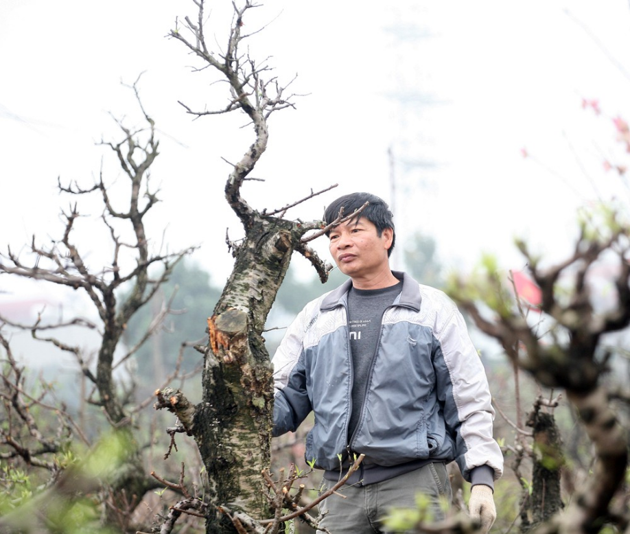 Dù thắng lợi hay thất bát, nông dân Nhật Tân vẫn mỉm cười chuẩn bị cho vụ đào mới dịp Tết 2020 - Ảnh 4.
