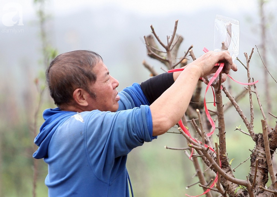 Dù thắng lợi hay thất bát, nông dân Nhật Tân vẫn mỉm cười chuẩn bị cho vụ đào mới dịp Tết 2020 - Ảnh 5.