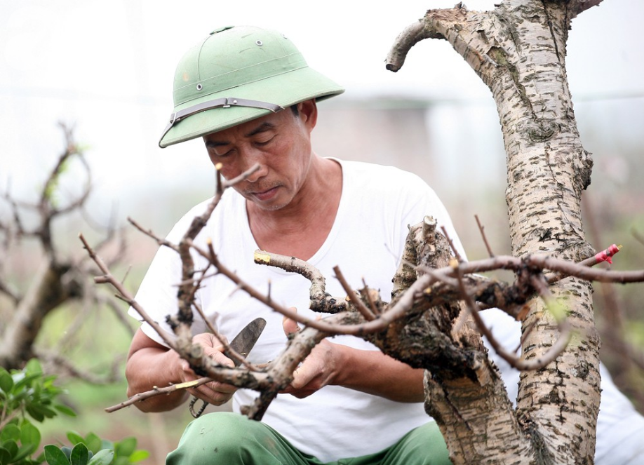 Dù thắng lợi hay thất bát, nông dân Nhật Tân vẫn mỉm cười chuẩn bị cho vụ đào mới dịp Tết 2020 - Ảnh 7.