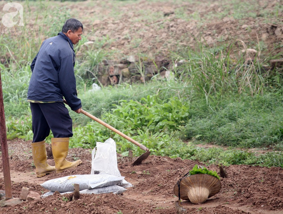 Dù thắng lợi hay thất bát, nông dân Nhật Tân vẫn mỉm cười chuẩn bị cho vụ đào mới dịp Tết 2020 - Ảnh 8.