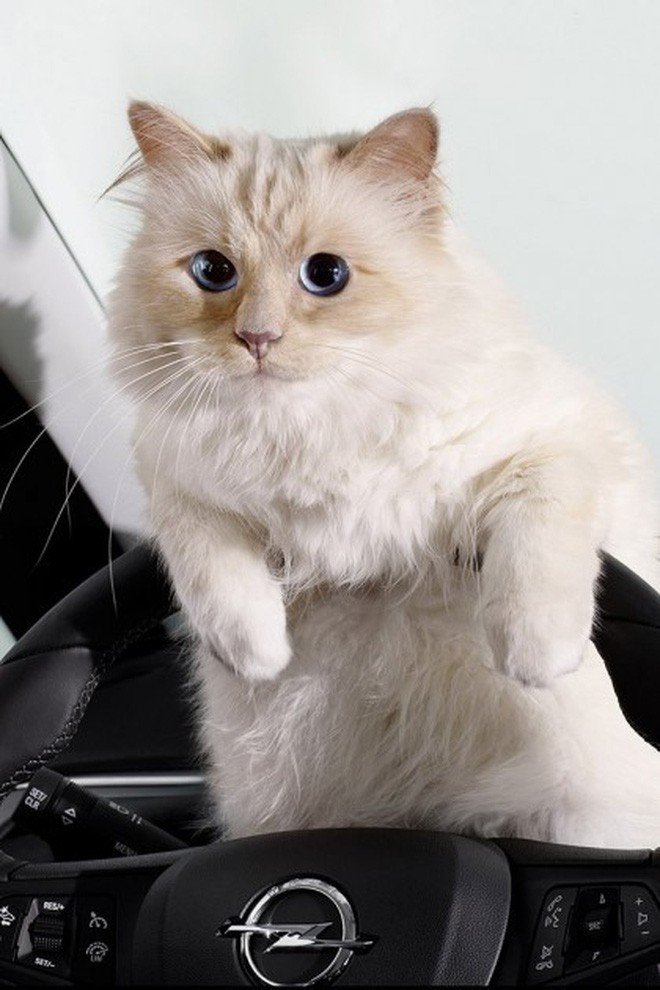 Nàng thơ bên Karl Lagerfeld: Choupette nàng thơ bên Karl Lagerfeld 