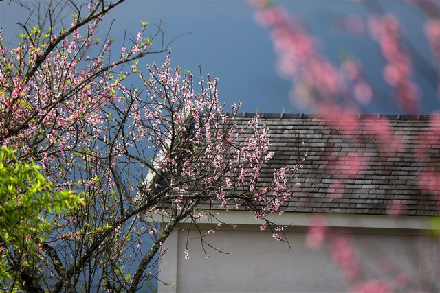 Đẹp mê mẩn thiên đường hoa đào tại xứ sở ngàn mây Sun World Fansipan Legend - Ảnh 2.