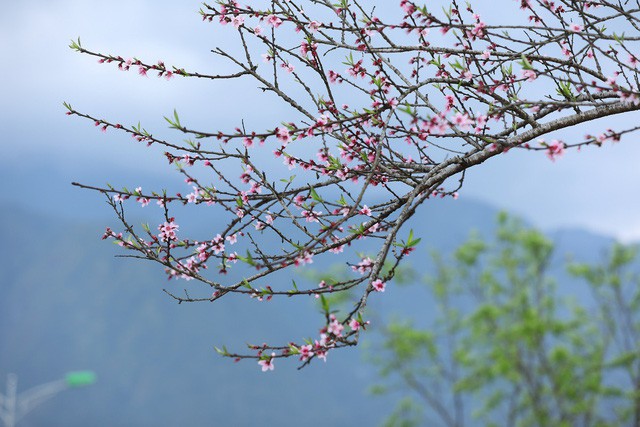 Đẹp mê mẩn thiên đường hoa đào tại xứ sở ngàn mây Sun World Fansipan Legend - Ảnh 3.