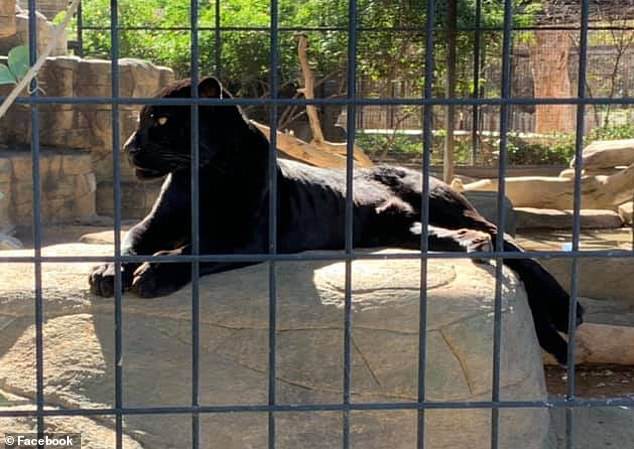 Vô tư leo qua hàng rào bảo vệ để chụp ảnh tự sướng trong vườn thú, người phụ nữ lĩnh hậu quả đau đớn vì bị báo đốm vồ - Ảnh 5.