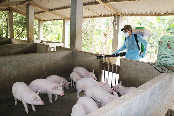 Dịch tả lợn châu Phi lan 21 tỉnh thành, gần 65.000 con lợn bị tiêu hủy - Ảnh 1.