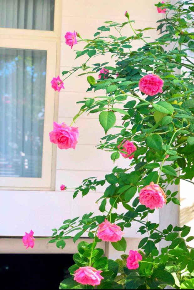 Vườn hồng với đủ loại hồng cổ, hồng ngoại khoe sắc trong biệt thự của MC Quyền Linh - Ảnh 14.