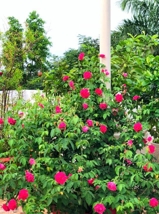 Vườn hồng với đủ loại hồng cổ, hồng ngoại khoe sắc trong biệt thự của MC Quyền Linh - Ảnh 1.