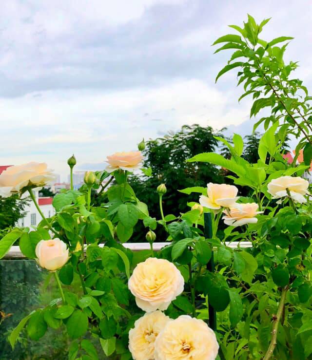 Vườn hồng với đủ loại hồng cổ, hồng ngoại khoe sắc trong biệt thự của MC Quyền Linh - Ảnh 10.