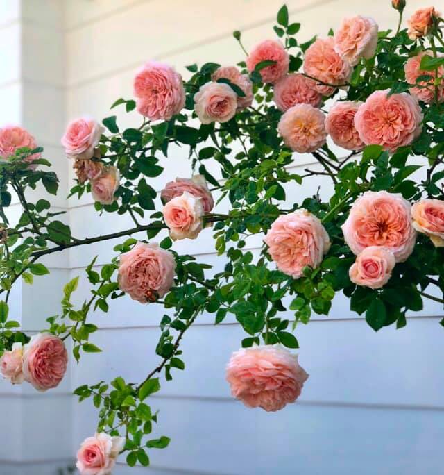 Vườn hồng với đủ loại hồng cổ, hồng ngoại khoe sắc trong biệt thự của MC Quyền Linh - Ảnh 2.